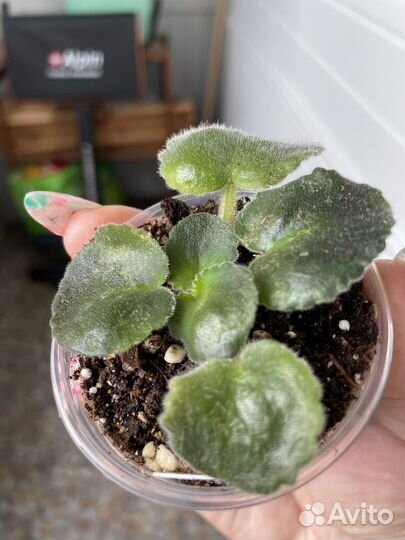 Детки сортовых фиалок