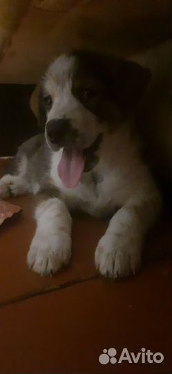 Щеночки бесплатно