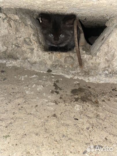 Котята хотят домой