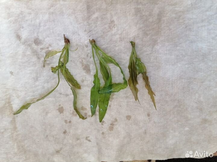 Растения для аквариума