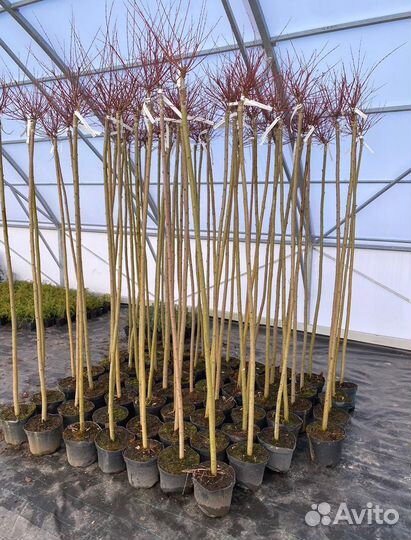 Ива Хакура Нишики штамб 100-200см / оптом