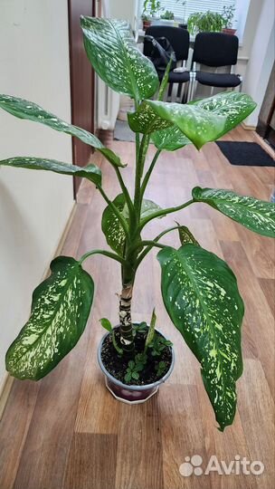 Диффенбахия