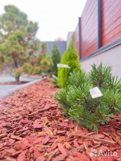Мульча кора лиственницы только опт