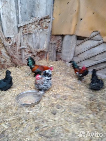 Декоративные карликовые куры