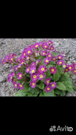 Примула садовая