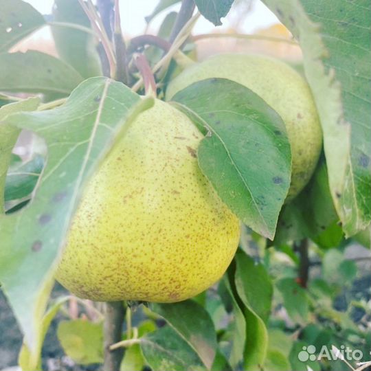 Плодовые деревья