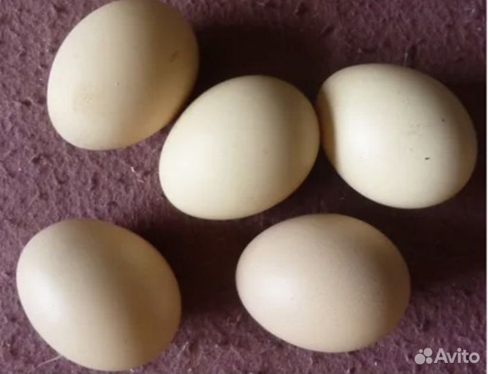Инкубационное яйцо кша(китайских шелковистых)