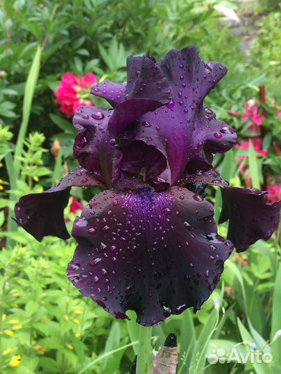 Ирисы бородатые