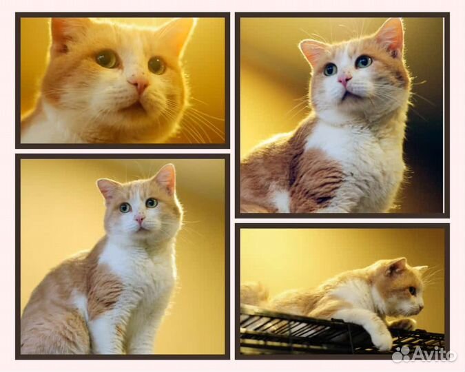 Персик ищет семью