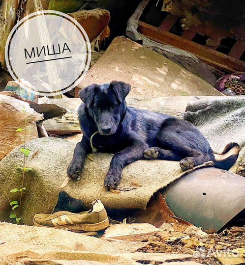 Собака в добрые руки