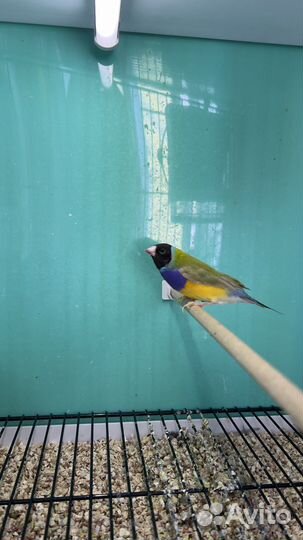 Амадины гульда