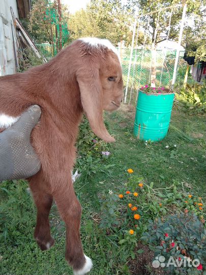 Козлята нубокамори