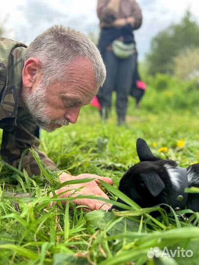 Услуги кинолога