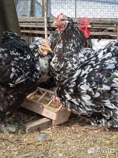 Инкубационное яйцо кохинхина