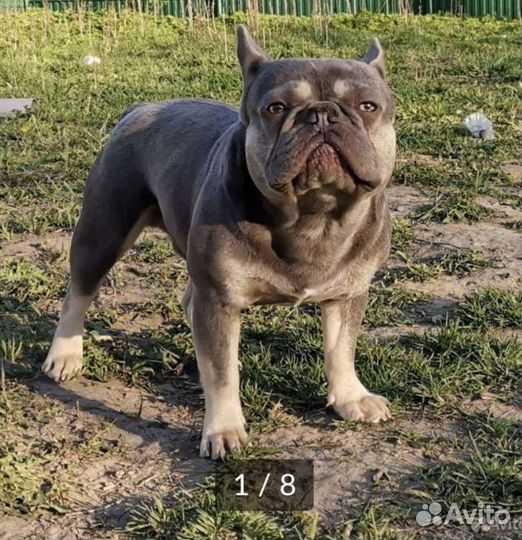 Шикарный лиловый французский бульдог вязка, щенки