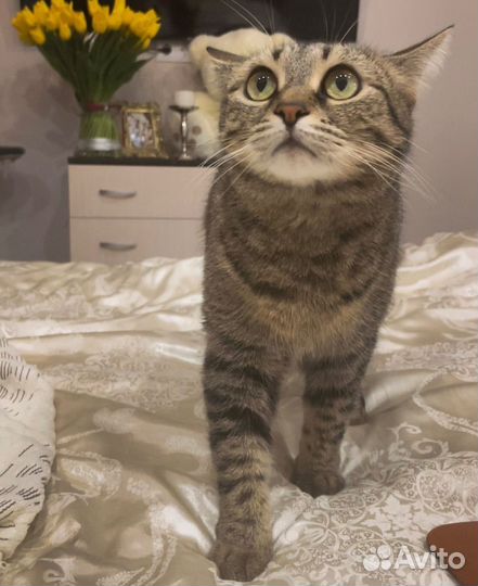 Кошки в добрые руки