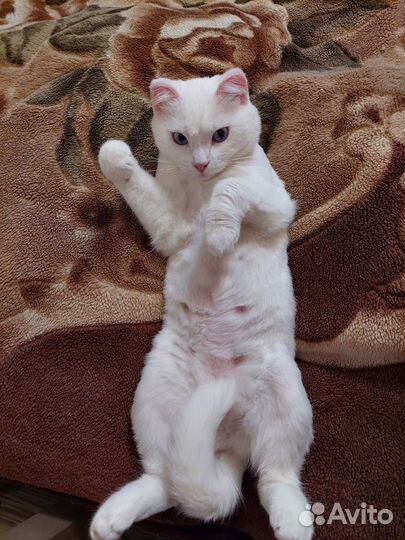 Кошка потерялась, потерялась белая кошка