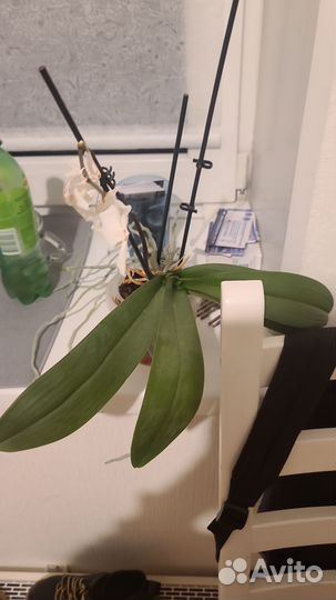 Комнатные растения (бронь)