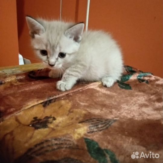 Отдам в добрые руки