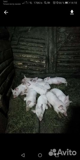 Поросята