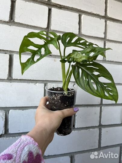 Монстера манки маск