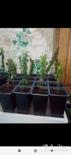 Пираканта ягоды