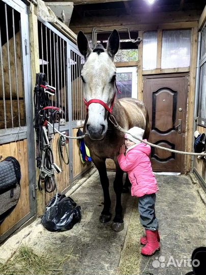 Обучение верховой езде