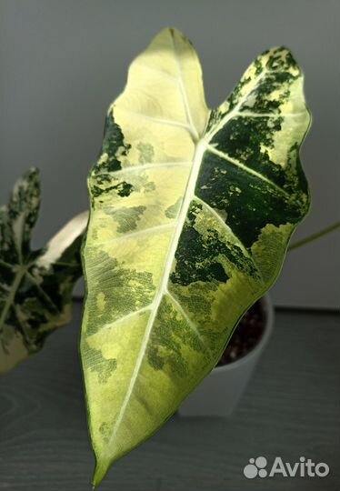 Мишольца Фрайдек