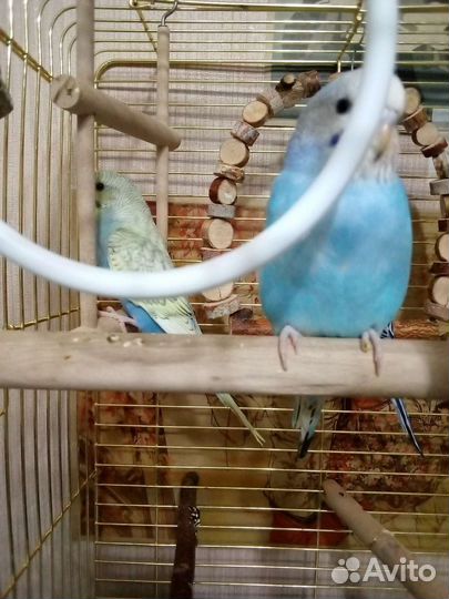 Ручные малыши карандаши волнистый попугай