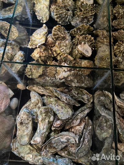 Живые устрицы и морские ежи