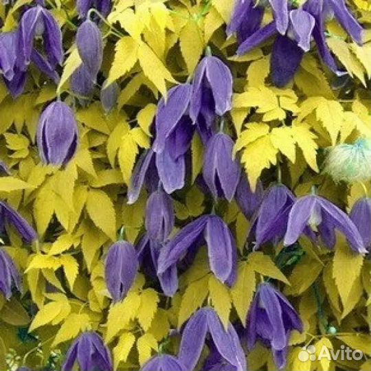 Клематис, Княжик, Фаллопия, Плющи и др