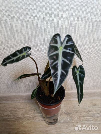 Калатея Электрик шок, алоказия Бамбино