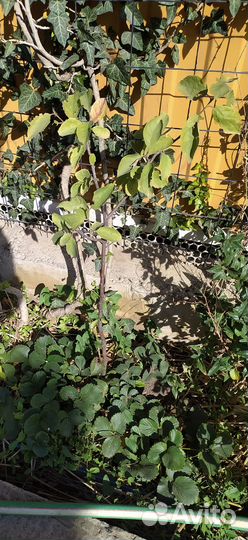 Саженец терновка садовая