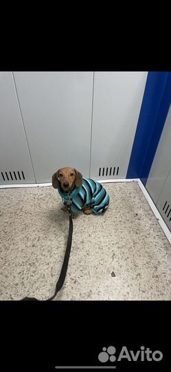 Комбинезон для таксы