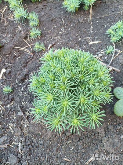 Молочай кипарисовый многолетник