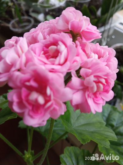 Пеларгония герань Deniz