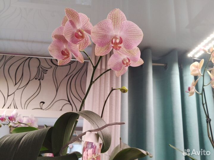 Сортовая орхидея. Сорт Равелла