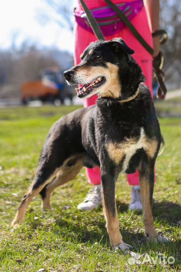 Добрый мальчик Клайд ищет семью