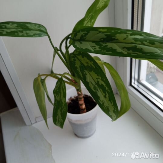 Продам домашние цветы