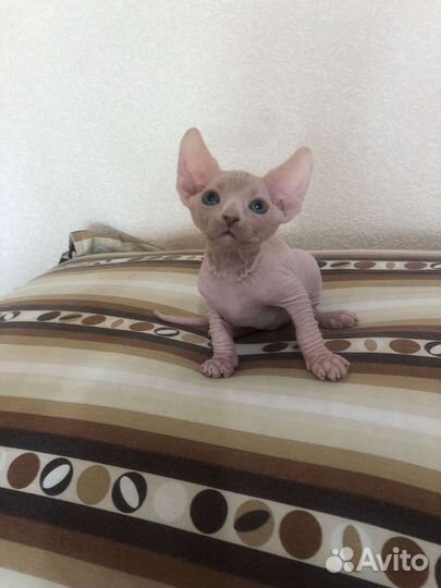Канадский сфинкс котенок