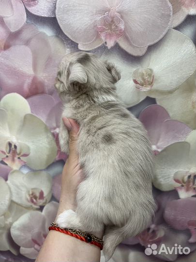Чихуахуа мини разные окрасы