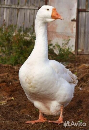 Утки - Гуси - Индоутки