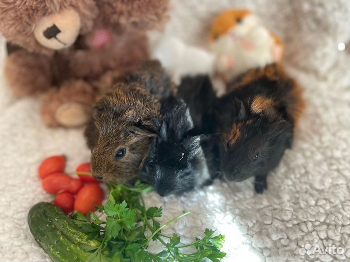Морские свинки абиссинские