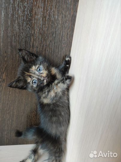 Отдам в добрые руки