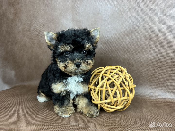 Шоколадные и черные йорки