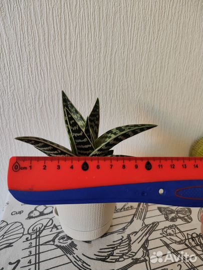 Алоэ пестрое