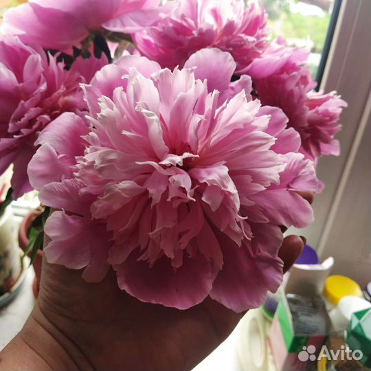 Пион розовый ранний(корни)