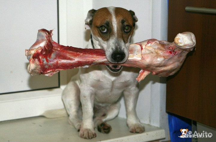 Мясо и кости для собак