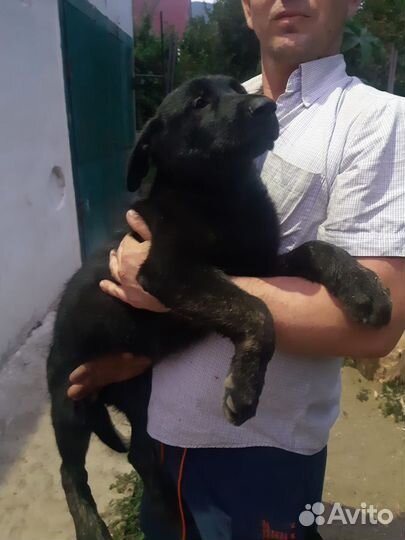 Продам щенков немецкой овчарки