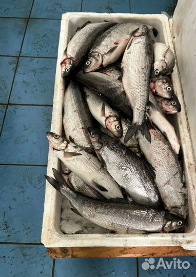 Свежая форель оптом от 20 кг из Карелии